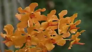 Nature Scenes