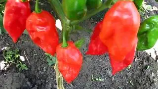 Habanero Devil's Tongue Red - Хабанеро Язык дьявола красный