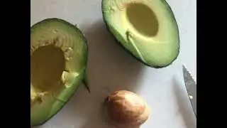 How to cut an Avocado | cut avocado without damaging the seed #avocado