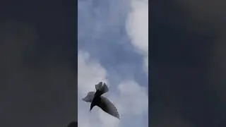 Туркменські та бакинські голуби !!!