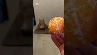 Малыш против Мандарина🐶🍊 