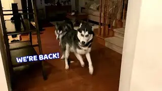 Husky BROTHERS are REUNITED After a Long Time Apart! (Super Cute)