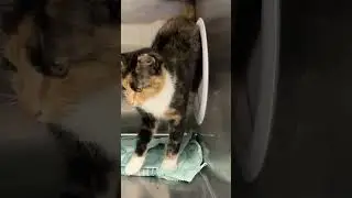 Rescued calico is an instant furry friend