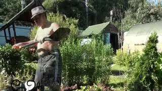 Посадили тую и подмосковную розу// Пересадили хосту и пожарили шашлык