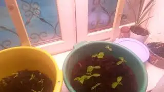 Подсветка рассады
