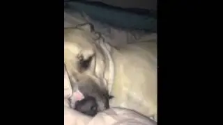 Крепкий сон