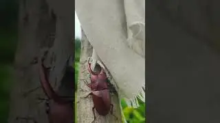 what kind of insect is this?