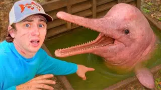 I Found Dolphins in a Sewer!