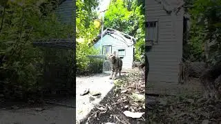 Trapping a mama cat and her kittens