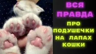 Вся правда про  подушечки на лапах у кошек.