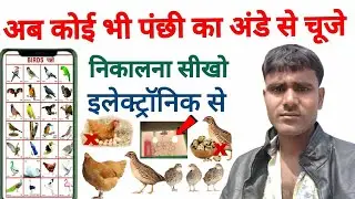 poultry chicks hatchery | chick hatching egg | hatching in poultry | chick hatching process