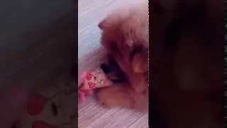 Щенок Чау-чау Кира и первая кровожадная схватка
