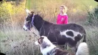 film soin aux ânes