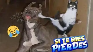 Las MEJORES caídas y Bloopers de GATOS y PERROS #Videosderisa #Gatosgraciosos #Perrosbloopers