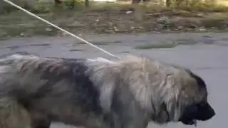 PRUE di Ca'Bastiani   video 9