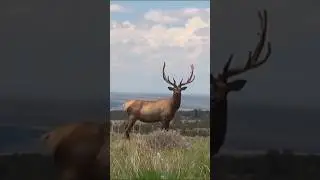 Majestic Elk Symphony: Witness a Herd Roaming and Calling #elk #animals #elksounds #wildlife
