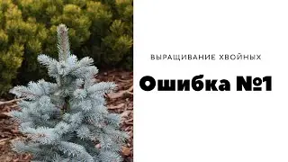 Ошибки при выращивании хвойных