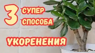 КАК легко укоренить ДЕНЕЖНОЕ ДЕРЕВО?
