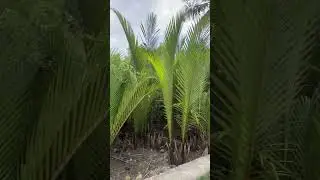 🌴 