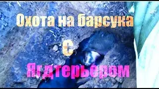 Badger hunting with burrowing dogs...