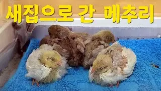 새집으로 이사간 메추리 / 메추리 5형제 / 2주만에 훌쩍 커버린 메추리