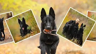 Собака в доме . Контакт