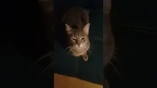 Кошечка Лада.маленькая акробатка.🐈‍⬛🐈‍⬛🐈‍⬛🐈‍⬛🐈‍⬛🐈‍⬛
