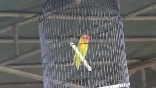 SUARA BURUNG ; Love Bird kusumo di luar dan di dalam arena, semua mata tertuju padanya.