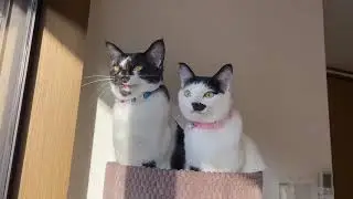 Cats with jobs - I would listen to their podcast