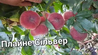 Одна із новинок в колекції 