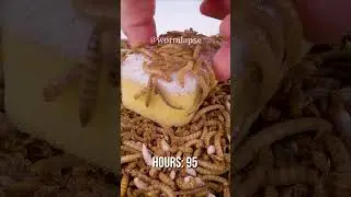 This Sponge might be better for cleaning.