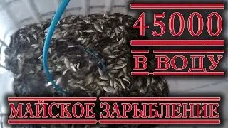 45000 в воду. Зарыбление Актюбинского водохранилища 2017