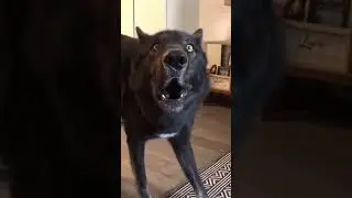 Джэк в шоке😂😂😂,умора😂😂😂