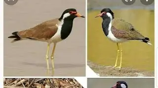 જોવો મિત્રો ટીટોડી એ પક્ષીઓ ની મિટિંગ ભરી