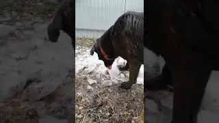 Собака лёд грызёт
