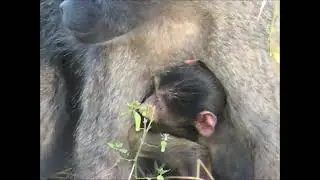 Birds and mammals of South Africa