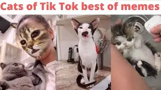 Cats of Tiktok best of memes