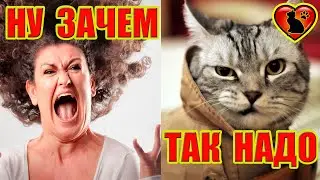 Here's why cats scratch wallpaper and sofas! How to stop a cat from scratching wallpaper!