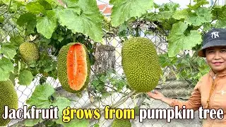 Unique Panting Techniques - Grafting Jackfruit tree with Pumpkin To Has a lot of fruit