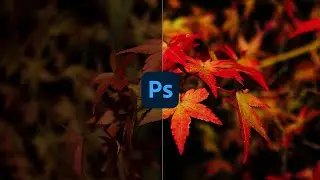Photo Tips for Autumn Photo!!