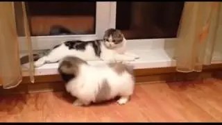 Неугомонные друзья