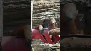 Monkey funny video
