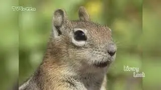 FaunaView: Grand Canyon National Park #3 (video_only)