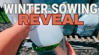 Winter Sowing REVEAL - Final Results April 2024 - Flowers, Herbs, & Tomatoes