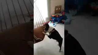 ДЖОДЖО VS. КАЧЕЛИ 🐶