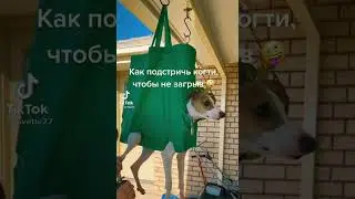 #tiktok #shorts #dog #лайфхак
