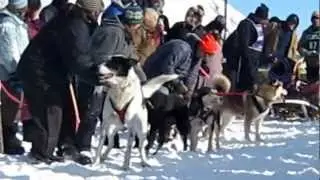 Hilarious dog talking at the start of dog sled race