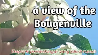 Eksplore Pemandangan Yang Ada di Rumah: a view of the Bougenville