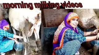 new milking videos  #Varsha Bulbul Family Blogs # women milking videos# cow milking and video