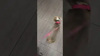 willow at subway